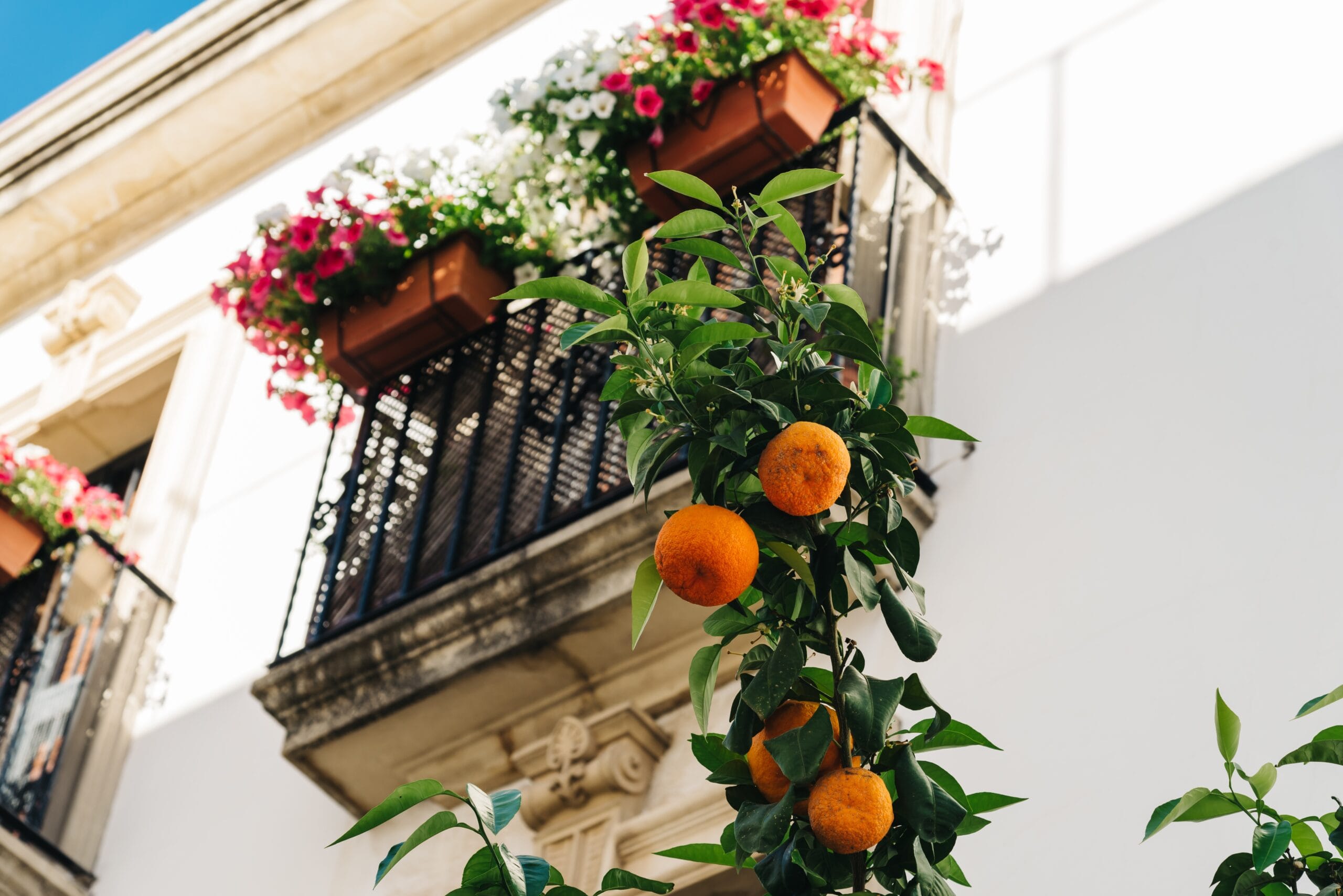 Orange tree against balcony decorated with colorful flower pots Low angle view of orange tree against background of typical balcony decorated with colorful flower pots in Cordoba